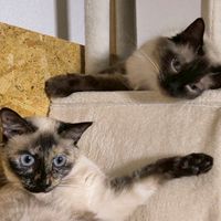 猫好きさんの雑談部屋