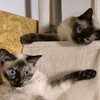 猫好きさんの雑談部屋