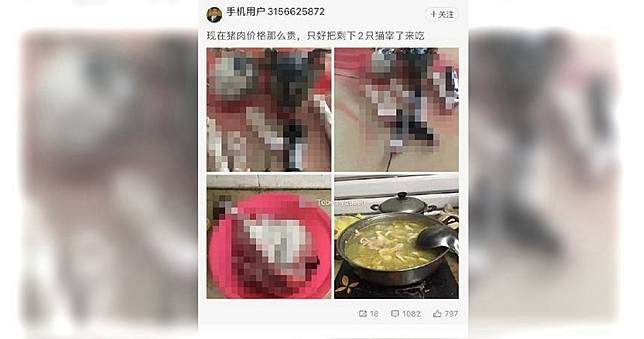 豬肉太貴…男竟「肢解家貓」燉湯吃！網怒他竟回嗆：明天改吃狗