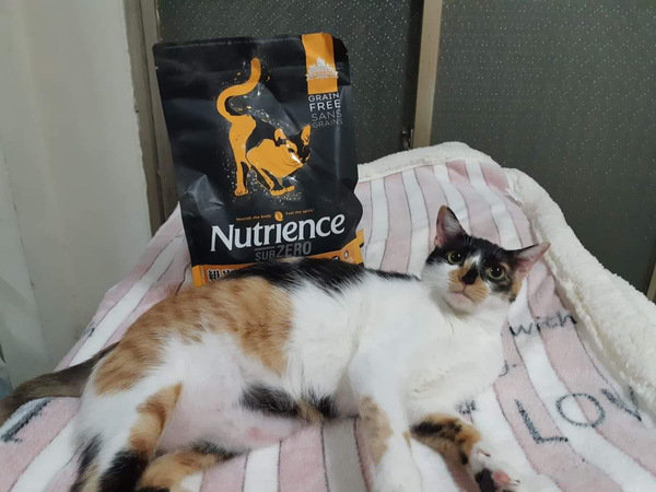 貓飼料推薦-貓奴必備紐崔斯Nutrience 頂級無穀飼料 凍乾系列 成貓無穀 火雞肉+雞肉+鮭魚 2.27kg 開箱分享