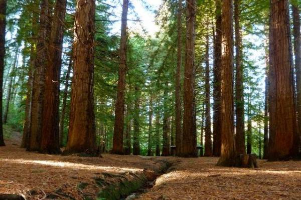 Image result for Berjalan-jalan di antara raksasa di The Big Redwood Forest