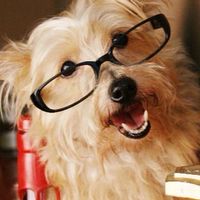 🐶寵物攝影大小事🐶