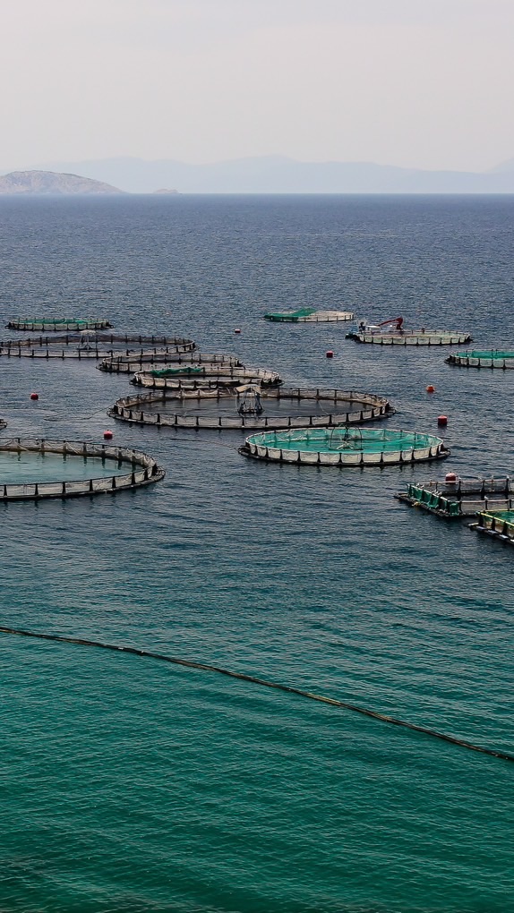 Open Aquaculture Thailand