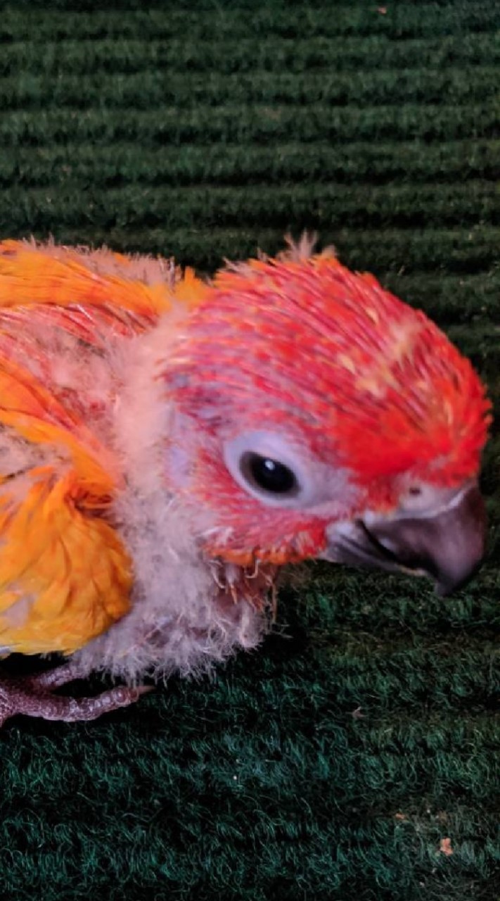 Parrots Variety พูดคุยแลกเปลี่ยนนกแก้ว นกปากขอทุกสายพันธุ์