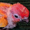 Parrots Variety พูดคุยแลกเปลี่ยนนกแก้ว นกปากขอทุกสายพันธุ์