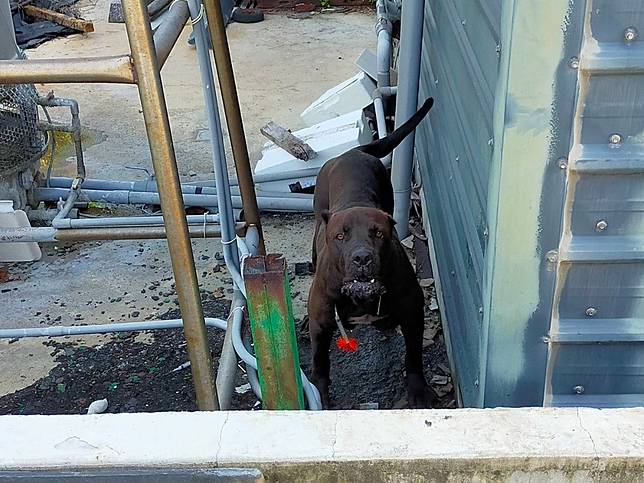 ギャングスター周波数不機嫌犬捕獲 G360 Jp