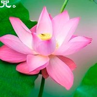 2026經絡家族
