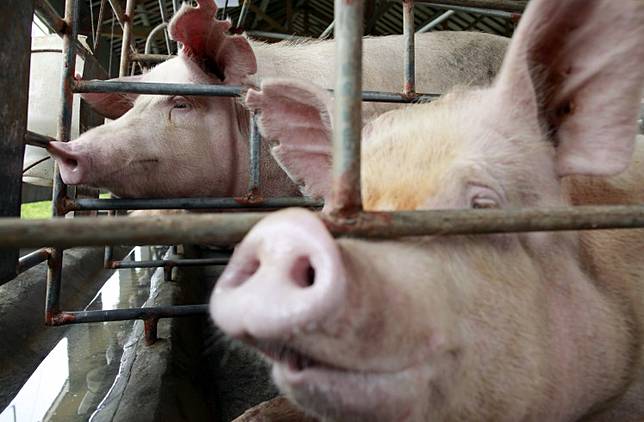 Asf Outbreak Only Hit Killing Pigs In North Sumatra Minister