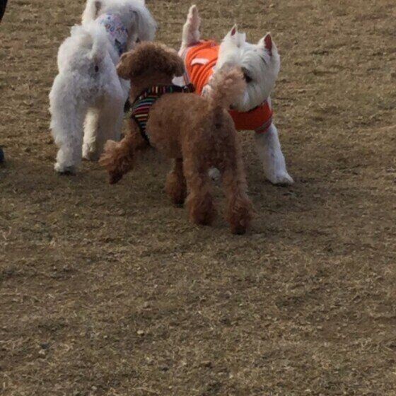 犬が 他の犬のお尻のニオイをかぐ 理由