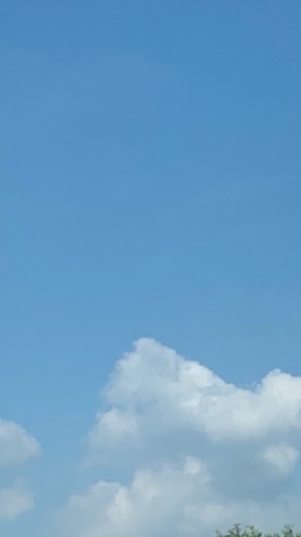 インコ狐犬