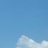 インコ狐犬