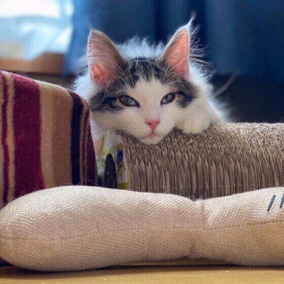 神話にも登場する ノルウェージャンフォレストキャット