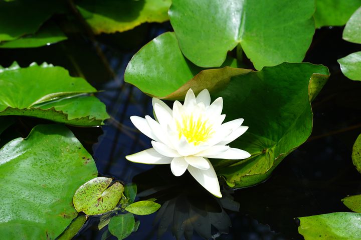 響應柯文哲田園城市政策，Sony 打造亞洲唯一 BRAVIA House 綠化建築限定店