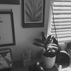 貴方に恋をしたあの日から。【🦐🚹也】