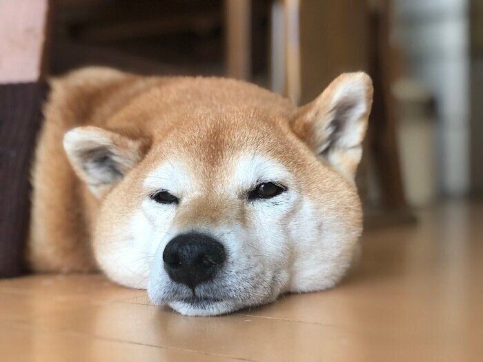 暑くてビターンとしてしまう柴犬マロたん（いぬのきもちNEWS）