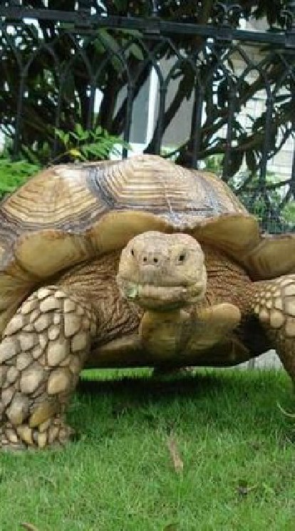 蘇卡達討論區