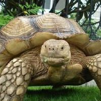 蘇卡達討論區