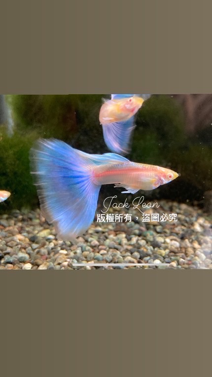 藍尾禮服白子孔雀魚
