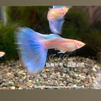 藍尾禮服白子孔雀魚