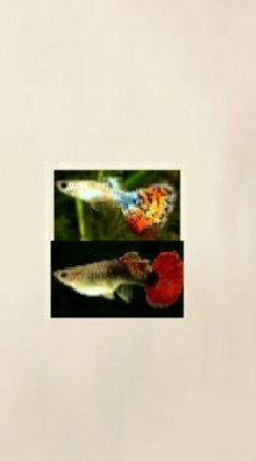 孔雀魚養殖技巧！