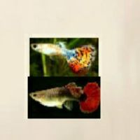 孔雀魚養殖技巧！