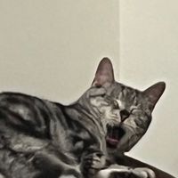 DuZ肚子好餓