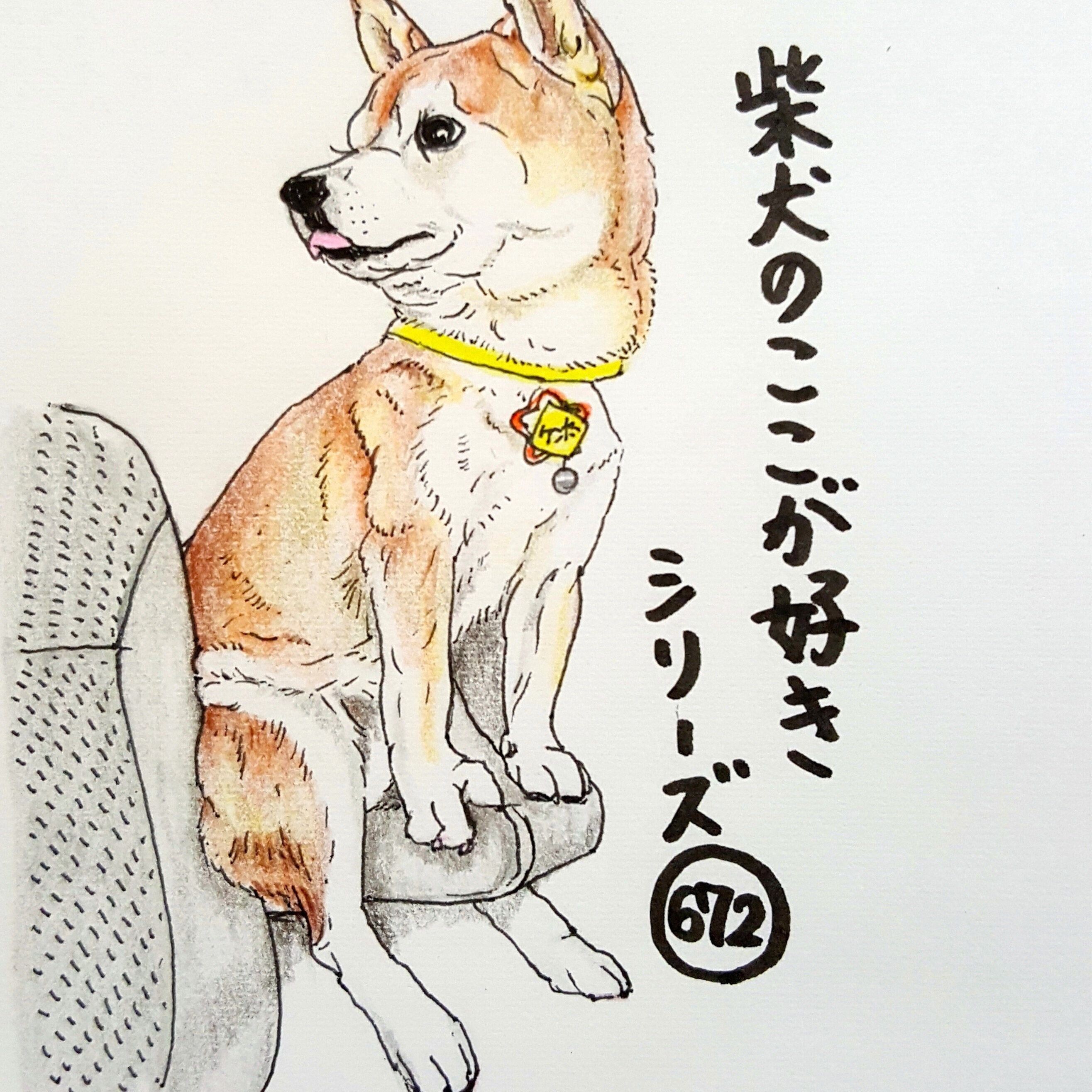 柴犬 車中で変なところに座る