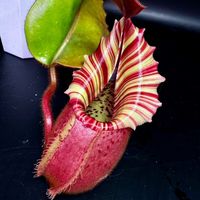 午後的食蟲植栽