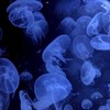 歌枠・雑談・相談・ゲームなんでもいいからライトしよ