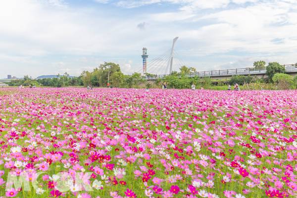 4公頃大花海ig美照必拍 冬日最美花海秘境 景點家 Line Today