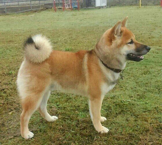 あらためて知りたい 日本の犬 素朴で美しい 和 の魅力