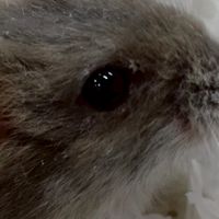貼圖