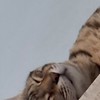 貓貓遊樂園2.0