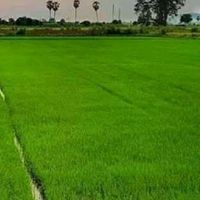 ห้องเมล็ดพันธุ์