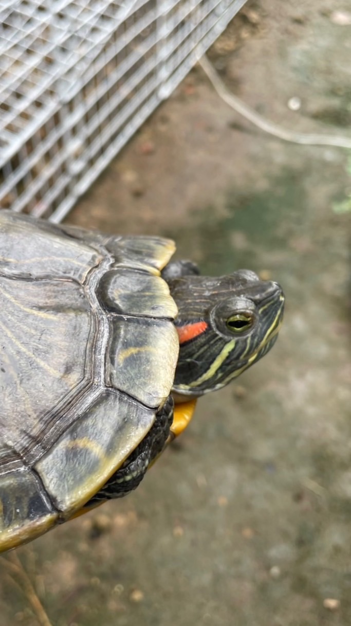 かめのおうち 里親希望の方