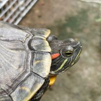 かめのおうち 里親希望の方