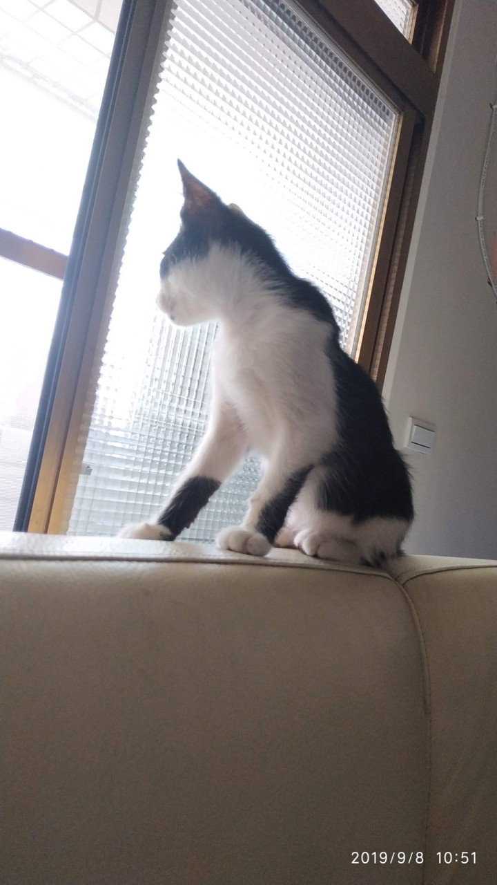 😻貓咪飼料、用品詢問