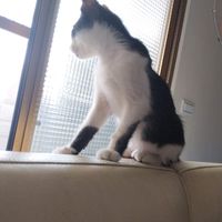 😻貓咪飼料、用品詢問