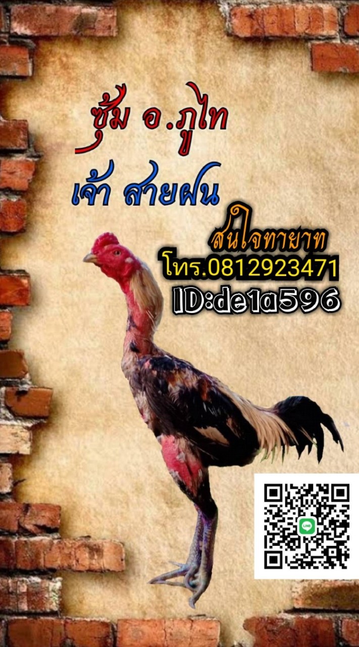 🇧🇷ซุ้ม เจ้าสายฝน จอมตีหู