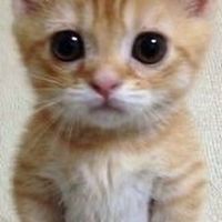 ! ❀ รับตัดคลิปมู้ด/ทำภาพชัดฟรี 𖤐 !
