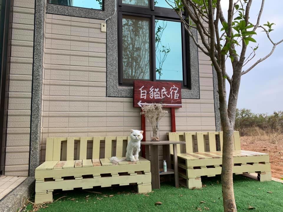 白貓民宿 奧丁丁揪你官網5