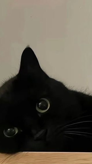 แมวดำซิ่งชอบกินถั่วพู