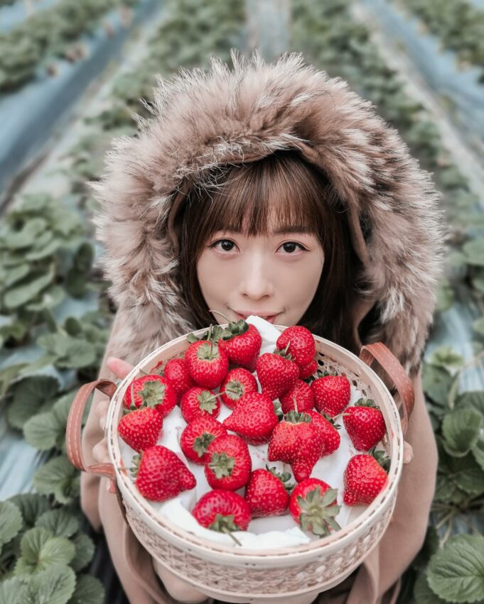 台北採草莓莓圃休閒農園