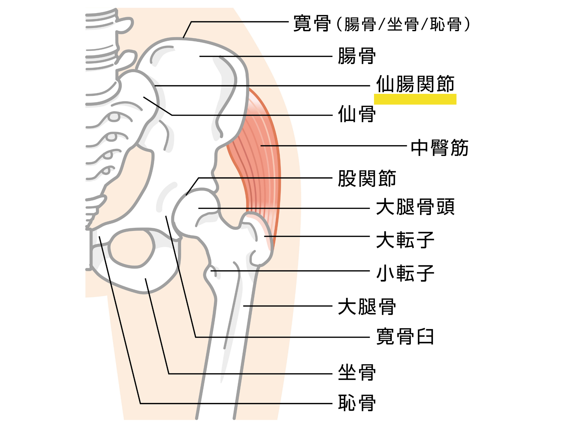 開脚ができないのは 仙腸関節の左右差 が原因 骨盤にやさしい前後開脚やり方