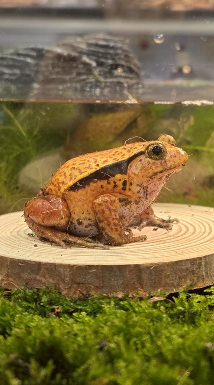 小八異寵館會員專屬群