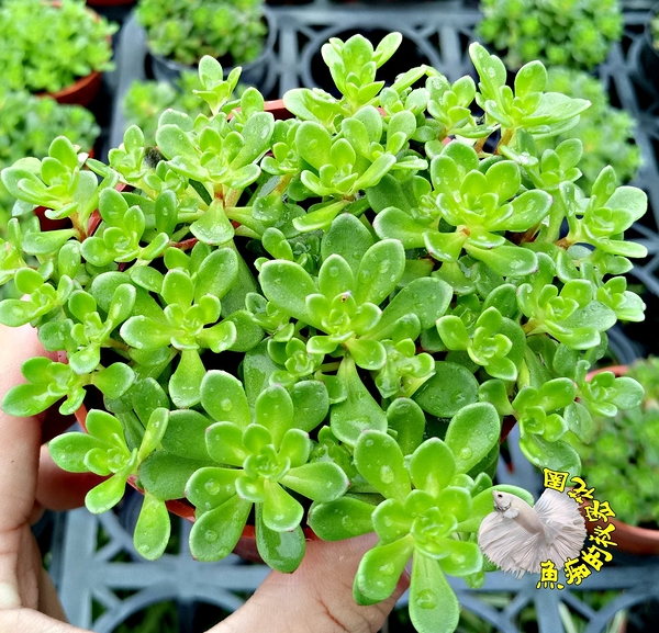 [玫瑰景天] 活體多肉植物 3吋多肉植栽 組合盆栽 半日照佳 送禮首選小盆栽