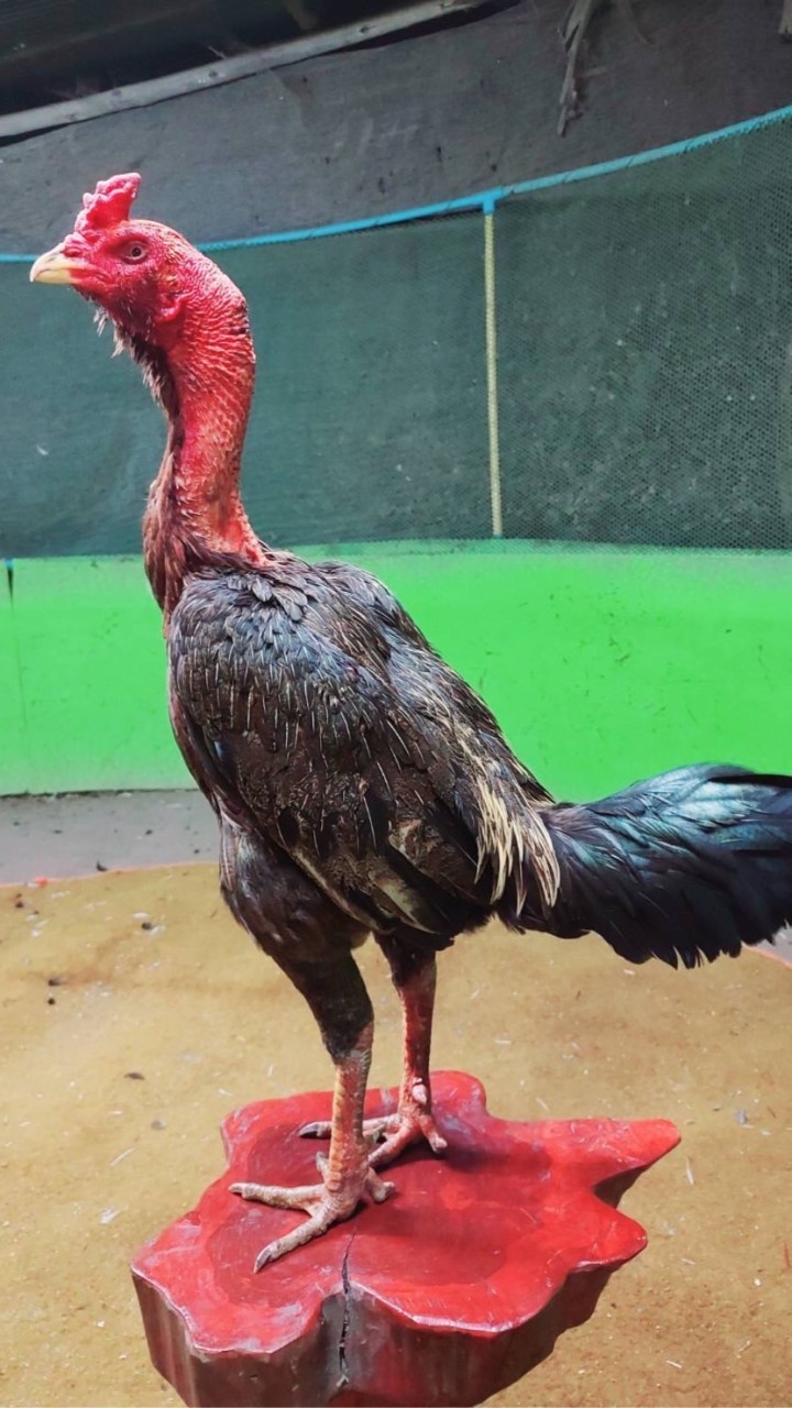 ซุ้ม ว.วรานนท์ ฟาร์ม🐓