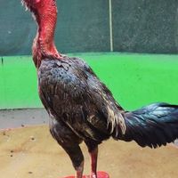 ซุ้ม ว.วรานนท์ ฟาร์ม🐓