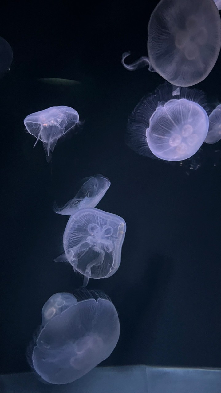 オープンチャット水族館