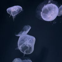 オープンチャット水族館